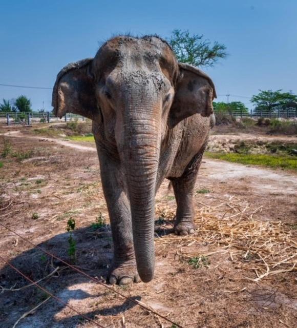 Elephant View Camp Ban Huai Thawai Bagian luar foto